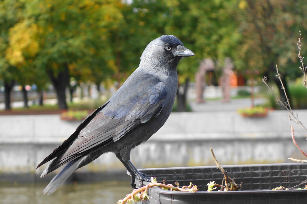 Галки в туристической зоне - Рита Симонова Галки в туристической зоне - Рита Симонова