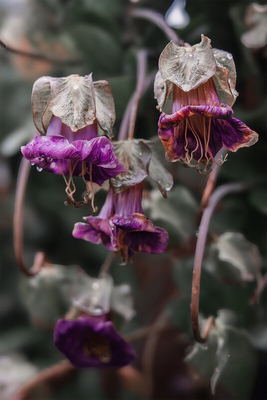 Кобея осенью после дождя... - Michel 