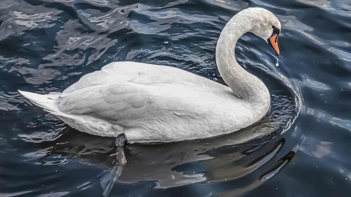 Благородная птица - Alexandеr P
