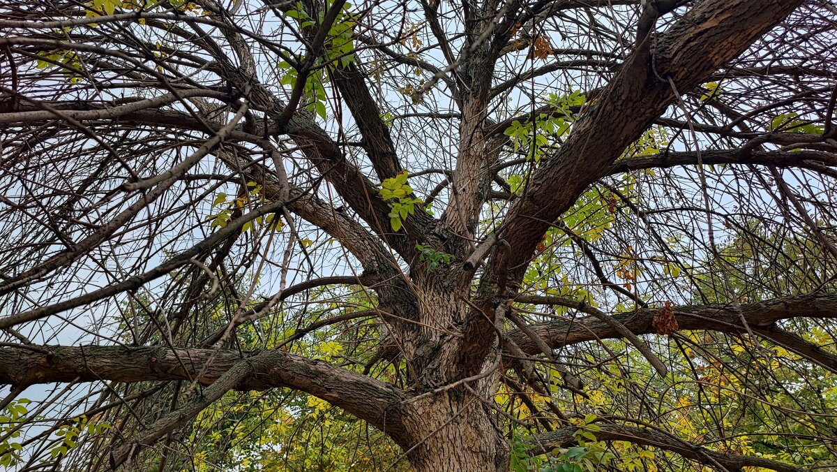 ,,, - Сергей Тимоновский