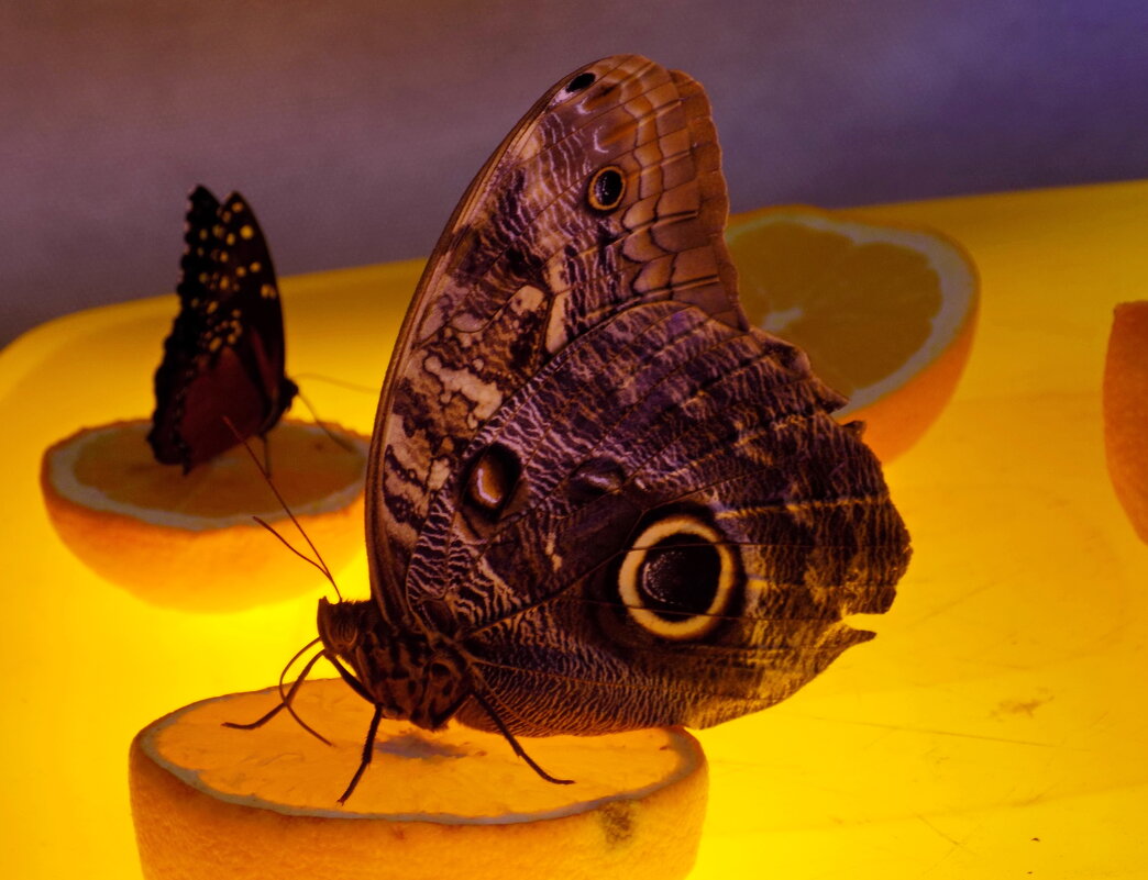 Бабочки на апельсинах... - Константин Штарк