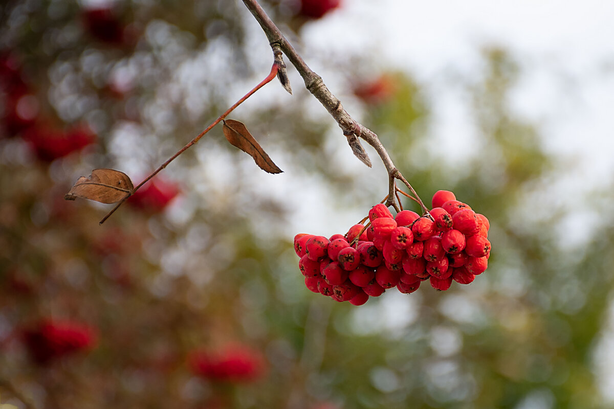 Рябина - Роман никандров