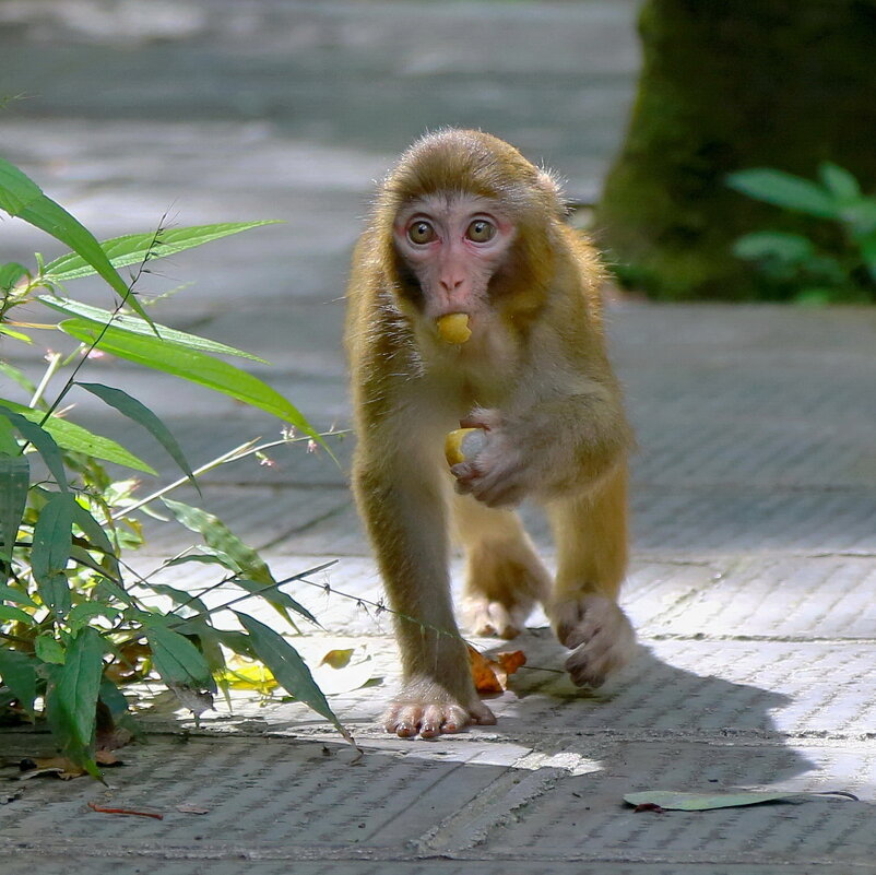 добытчик... - Andrey Bragin 