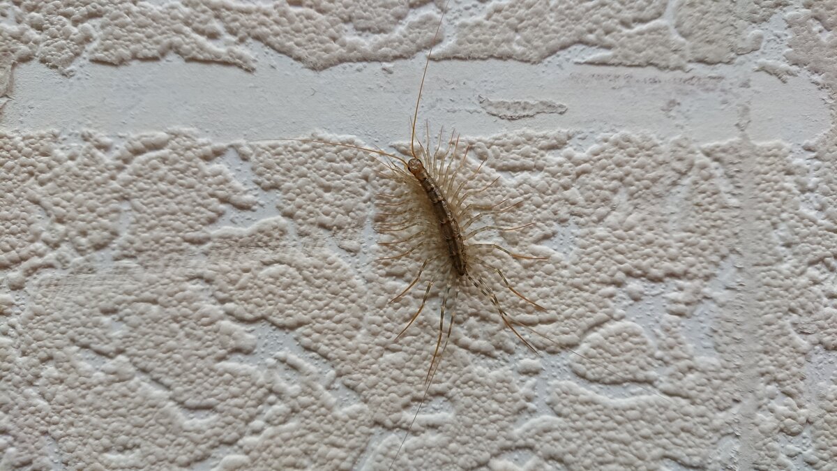 Местный житель Башинформсвязи. - Константин Вавшко