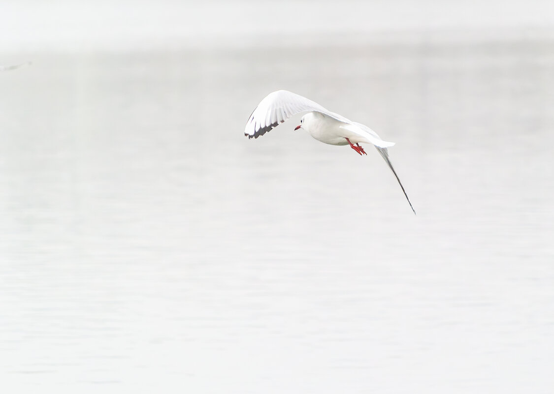 Чайка II - Игорь Протасов