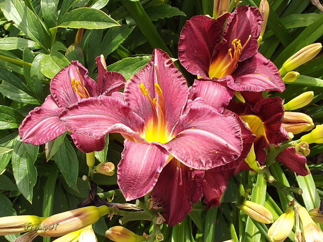 Лилейники - Freddy 97