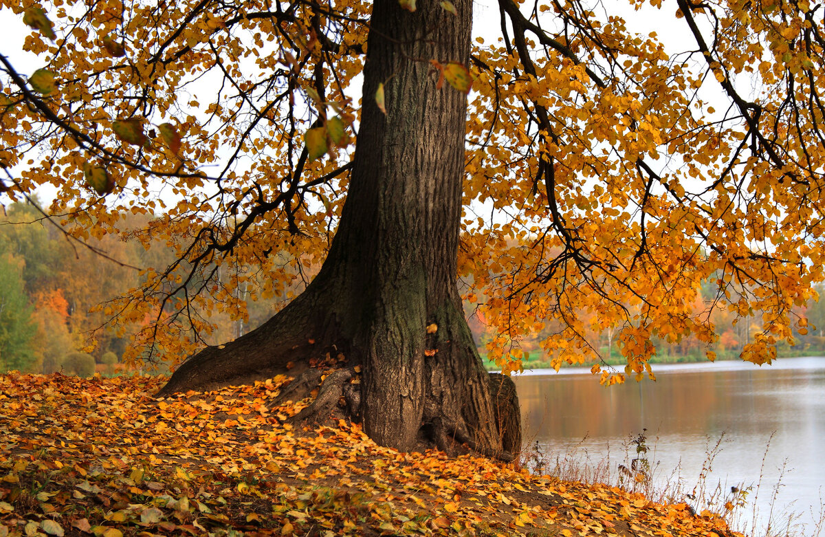 . - РИТА ЛЕВКОВА