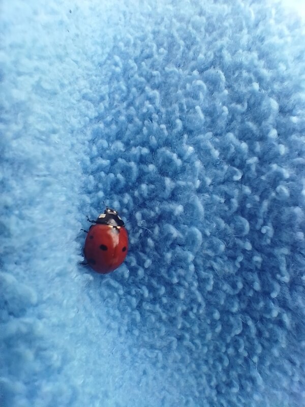 Божия коровка - Татьяна Пальчикова