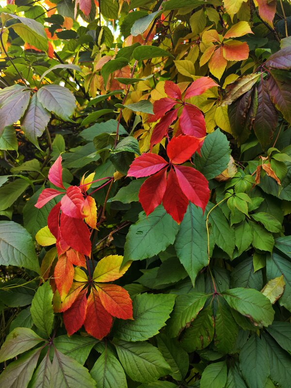 Краски осени - Алексей Архипов