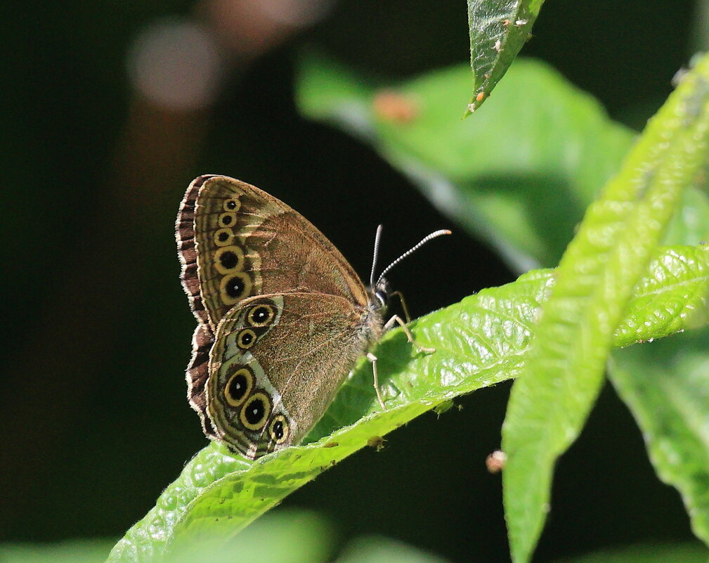 Это было летом... - Владилен Панченко