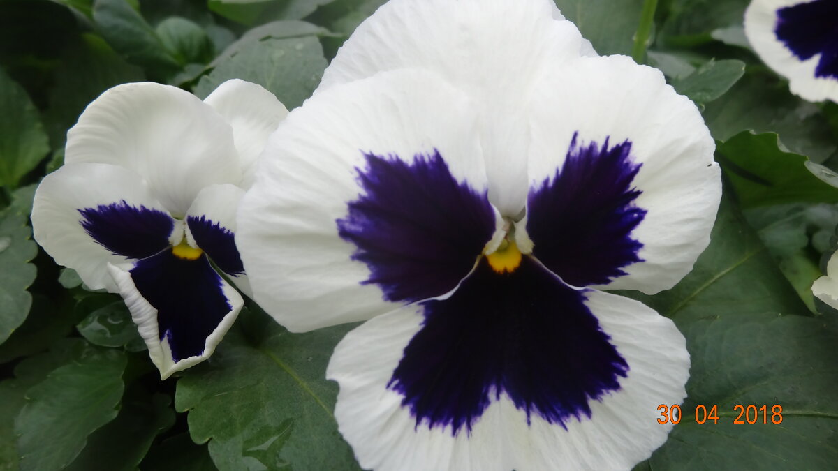 ВИОЛА - СЕРГЕЙ ФИЛОЧКИН