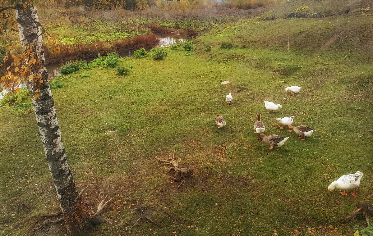 Были гусь и голубь, а теперь баран и козёл, ну и птицы тоже. - Лилия *