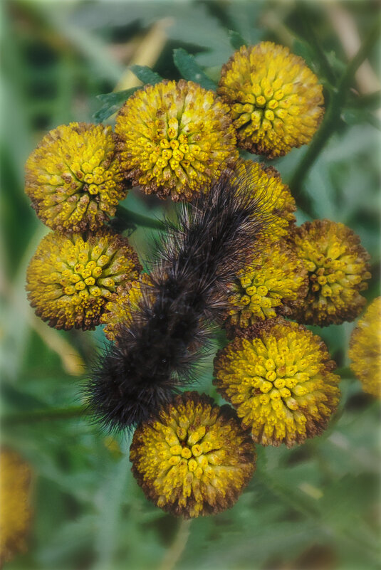 Последние (осенние) букашки 2025 . . - AZ east3 Последние (осенние) букашки 2025 . . - AZ east3