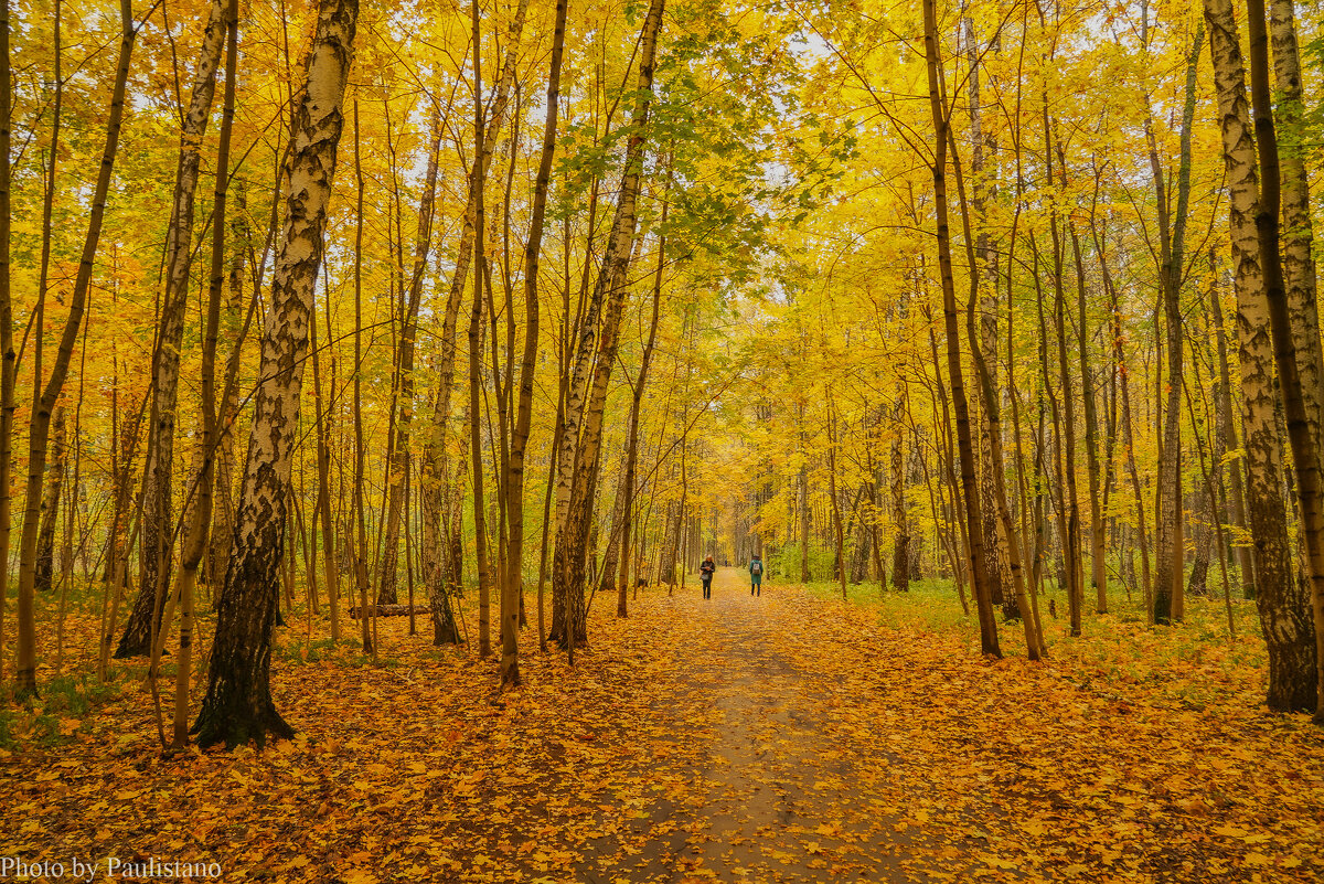 В октябрьском лесу... - Владимир Жданов