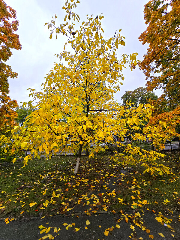 Золото осени - Nina Streapan