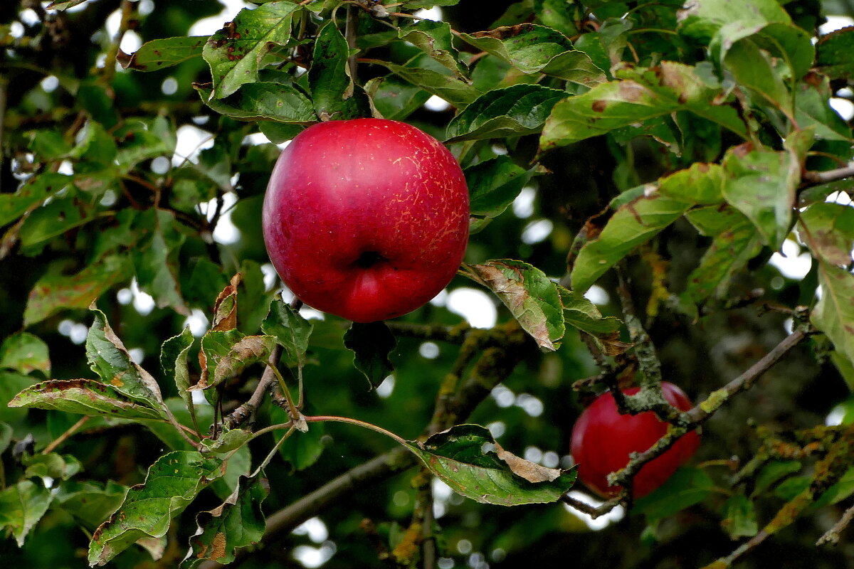 картинки октября 3 - Александр Прокудин