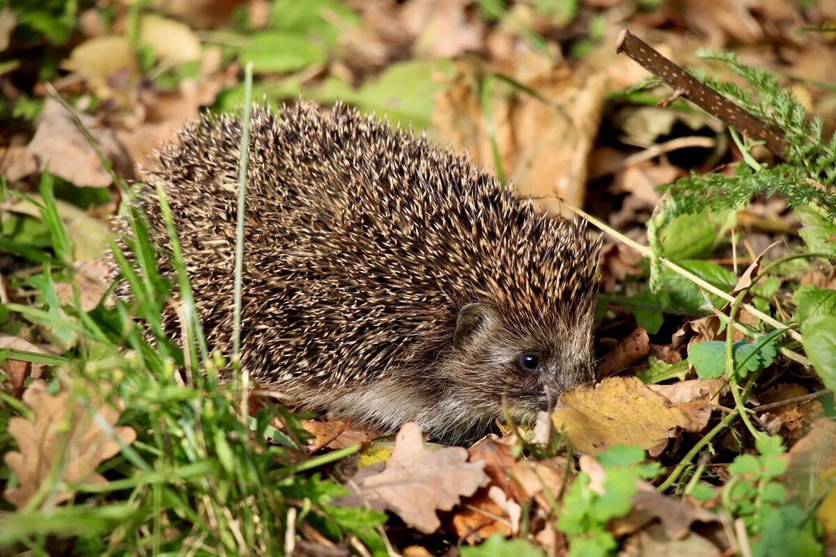 Ёж - Виктория 