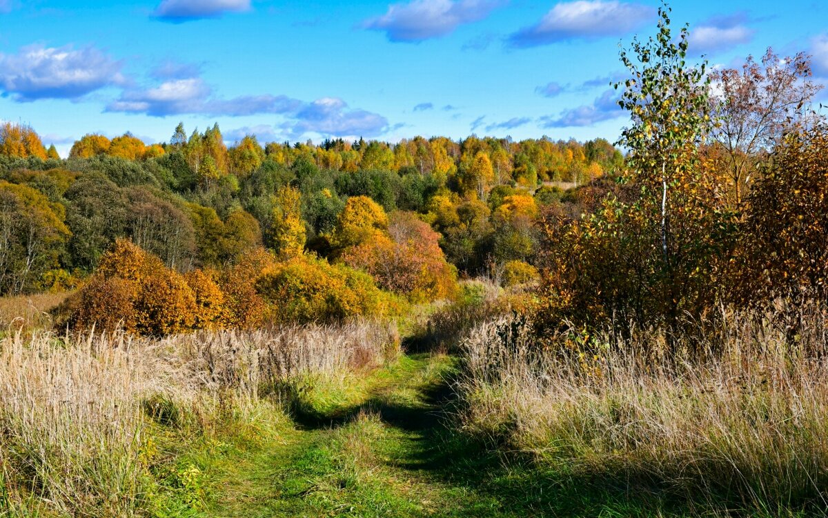 Осенний лес в октябре (репортаж из поездок по области). - Милешкин Владимир Алексеевич 