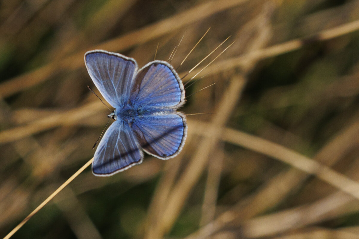 Голубянка - Светлана Тихонина