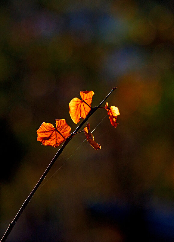 "...Сыграйте мне, нежные скрипки..." - Светлана Тихонина