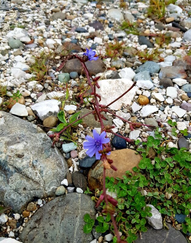 На границе с Абхазией - Tata Wolf