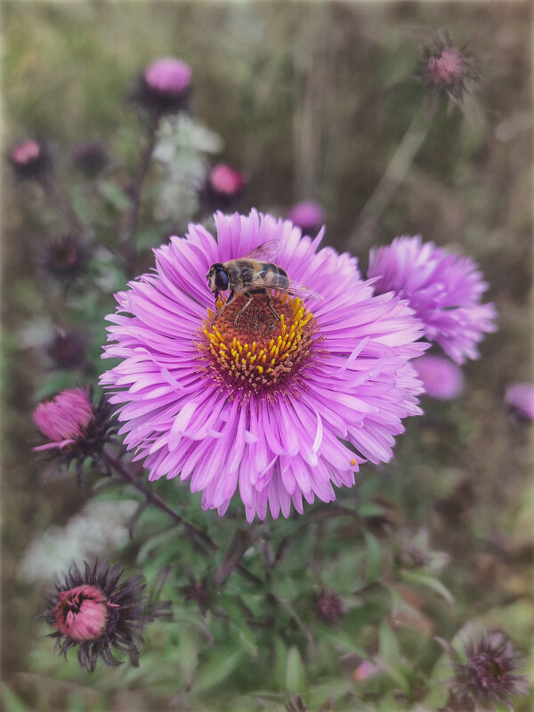 Последние (осенние) букашки 2025 . . - AZ east3