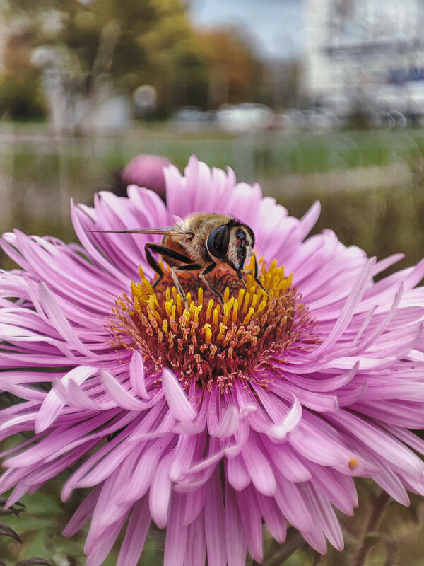 Последние (осенние) букашки 2025 . . . - AZ east3