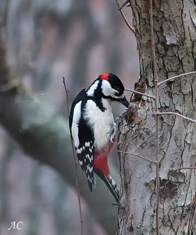 За работой - Любовь Сахарова