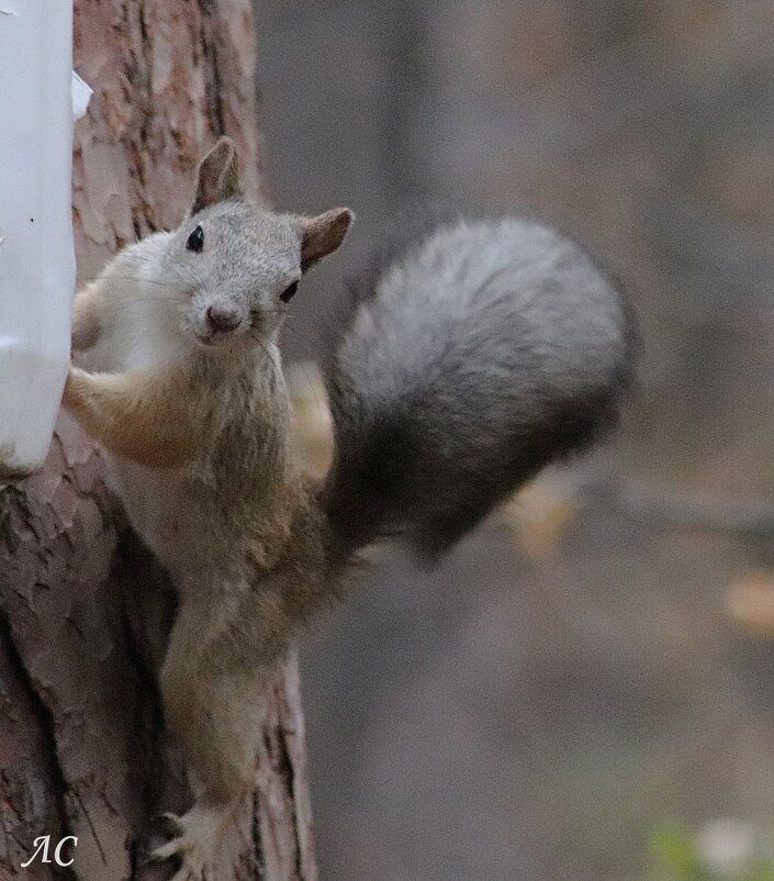Не упусти  момент, фотограф! - Любовь Сахарова