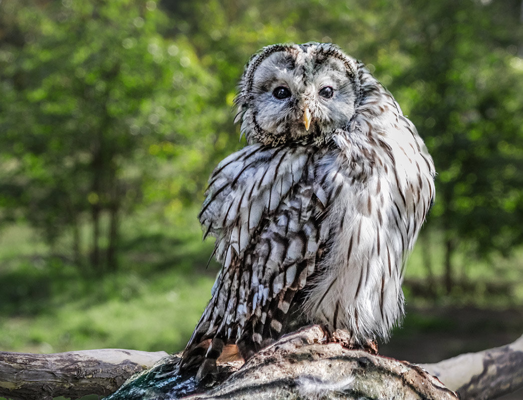 Неясыть - SanSan 