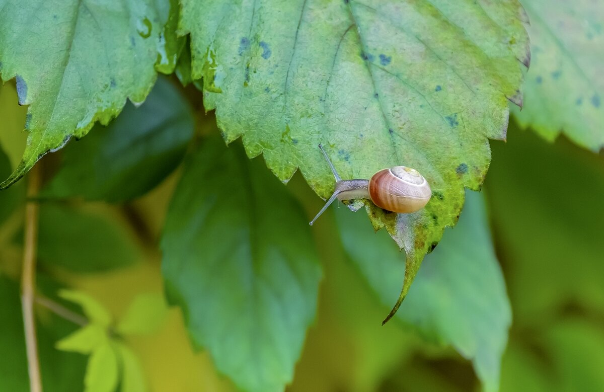 Виноградная - Валерий Иванович Виноградная - Валерий Иванович