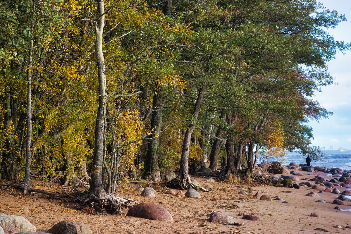 *** - Сергей  Могутов 