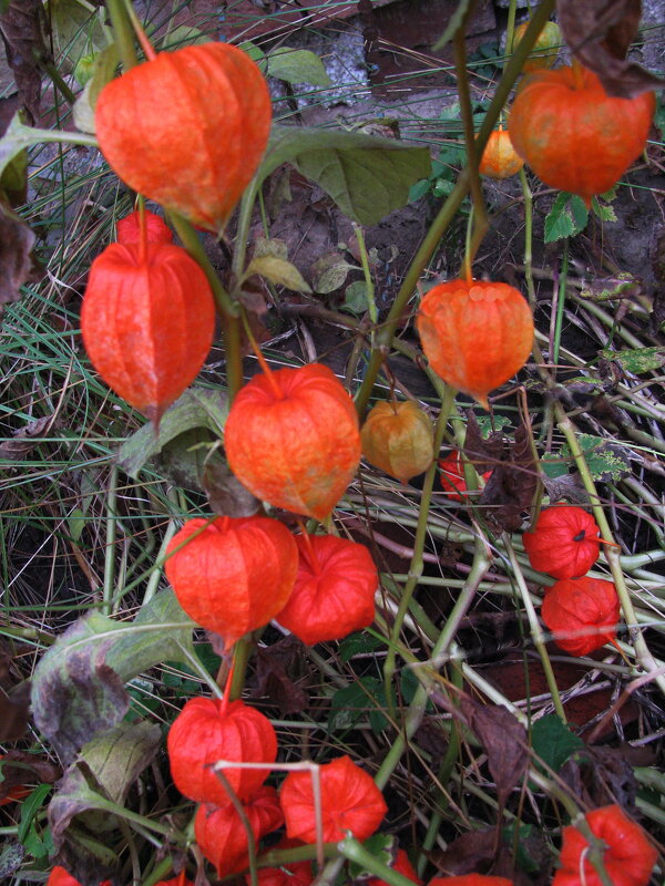 Красота физалиса - Людмила Смородинская