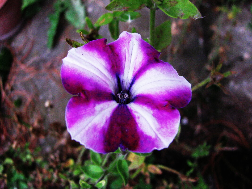 Пёстрая красотка - Людмила Смородинская Пёстрая красотка - Людмила Смородинская
