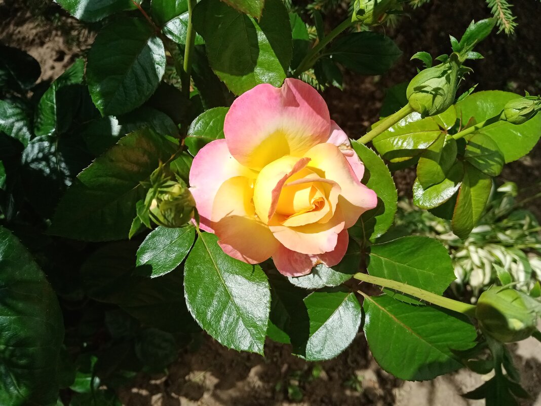 Цветы. - Владимир Драгунский