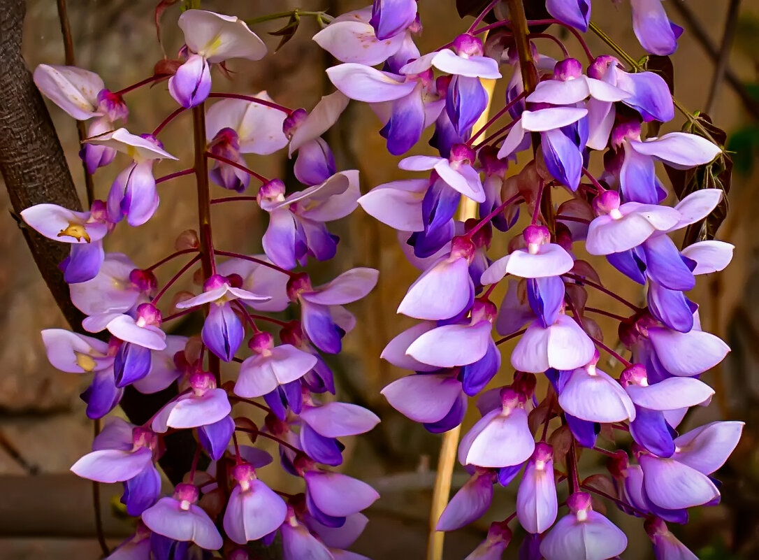 Глициния - Игорь 