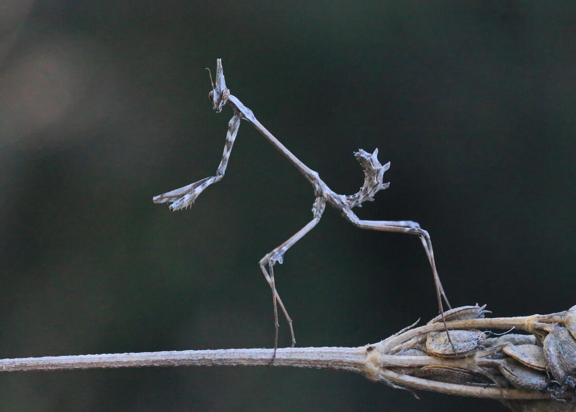 Эмпуза - Николай Волков