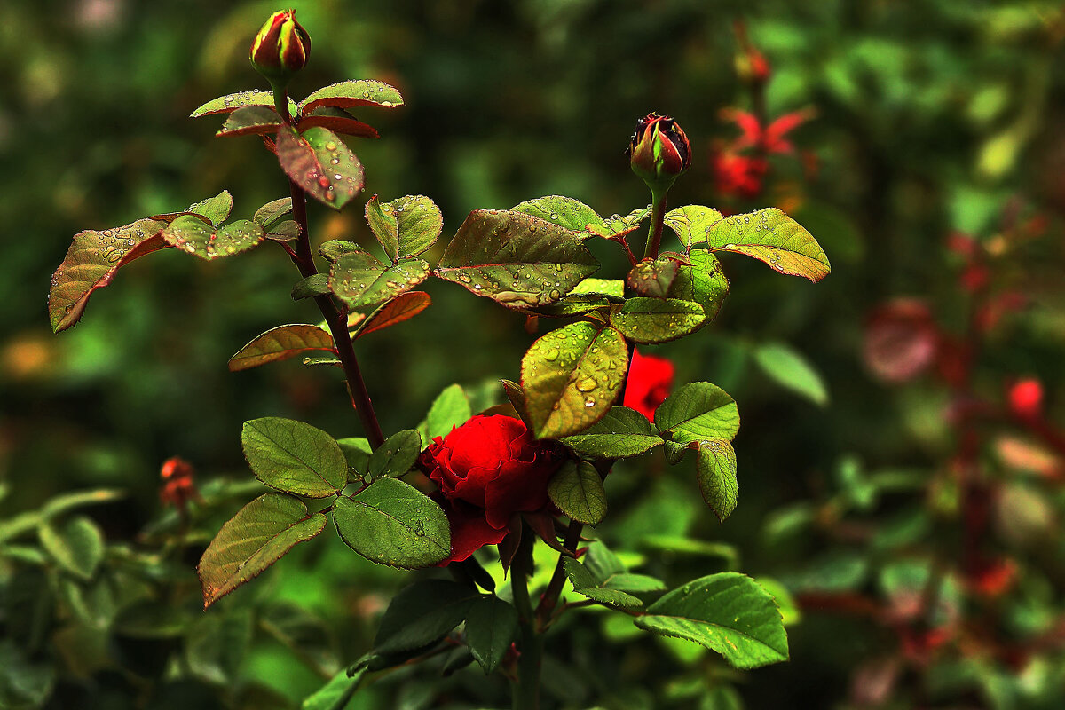 Ягодки - Юрий Гайворонскiий