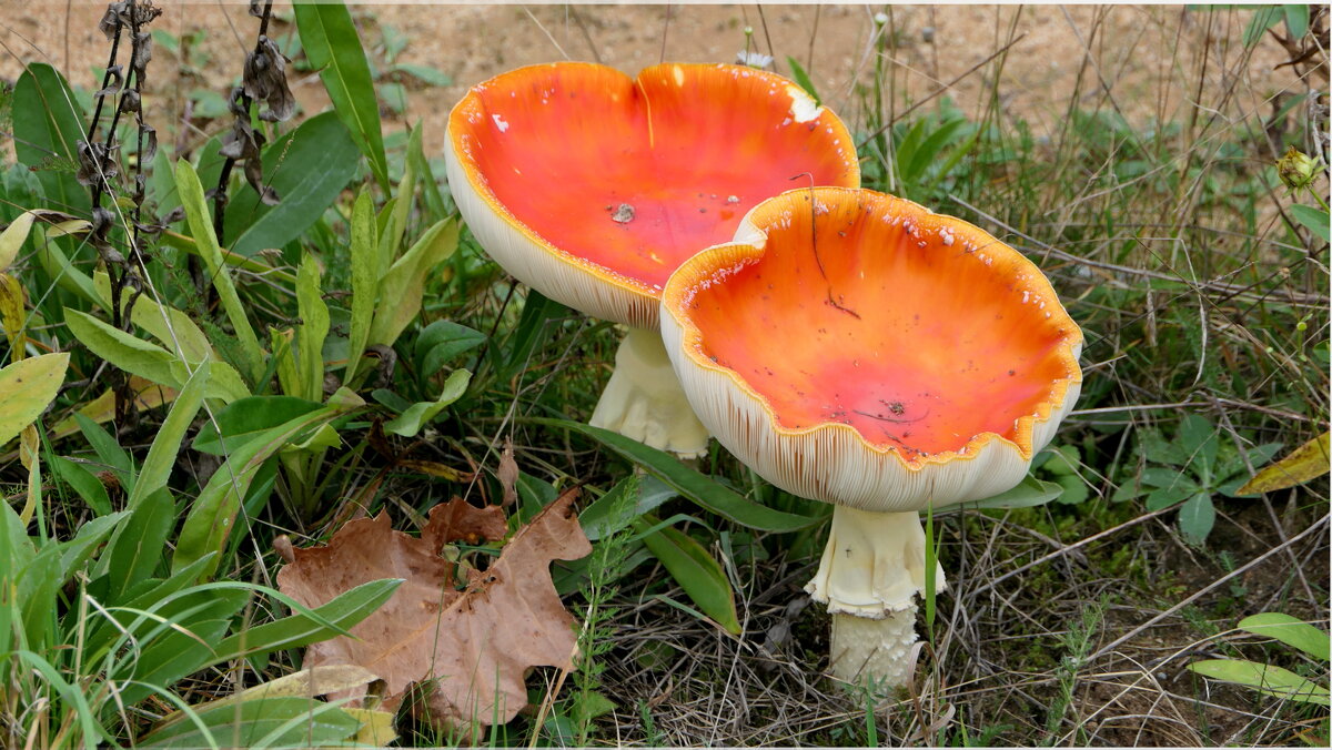 Смотрит заинька в упор Вот так чудо мухомор! - "The Natural World" Александер