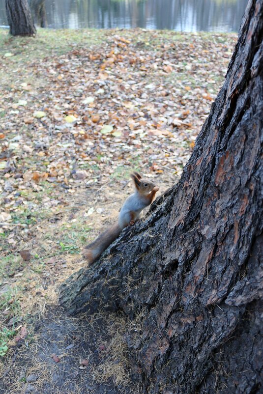 Белки Елагина острова - Ольга 