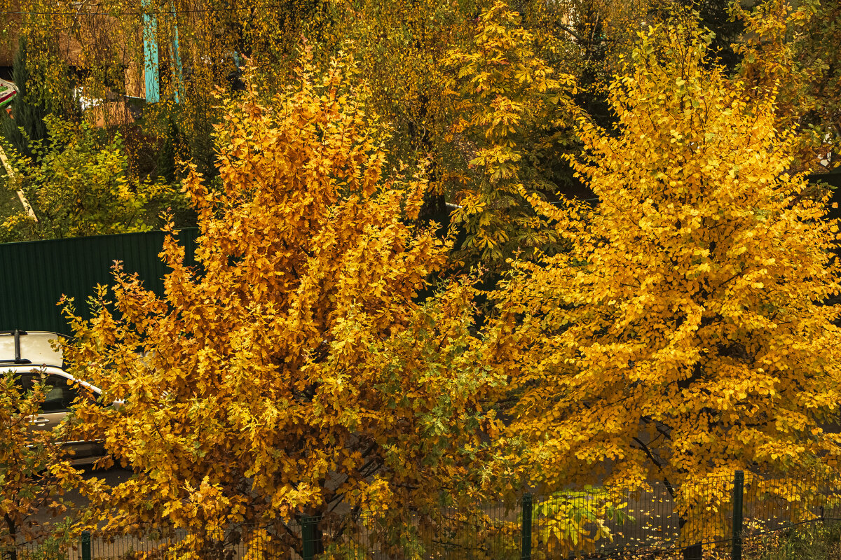 Осенние золотые краски. - Петр Беляков