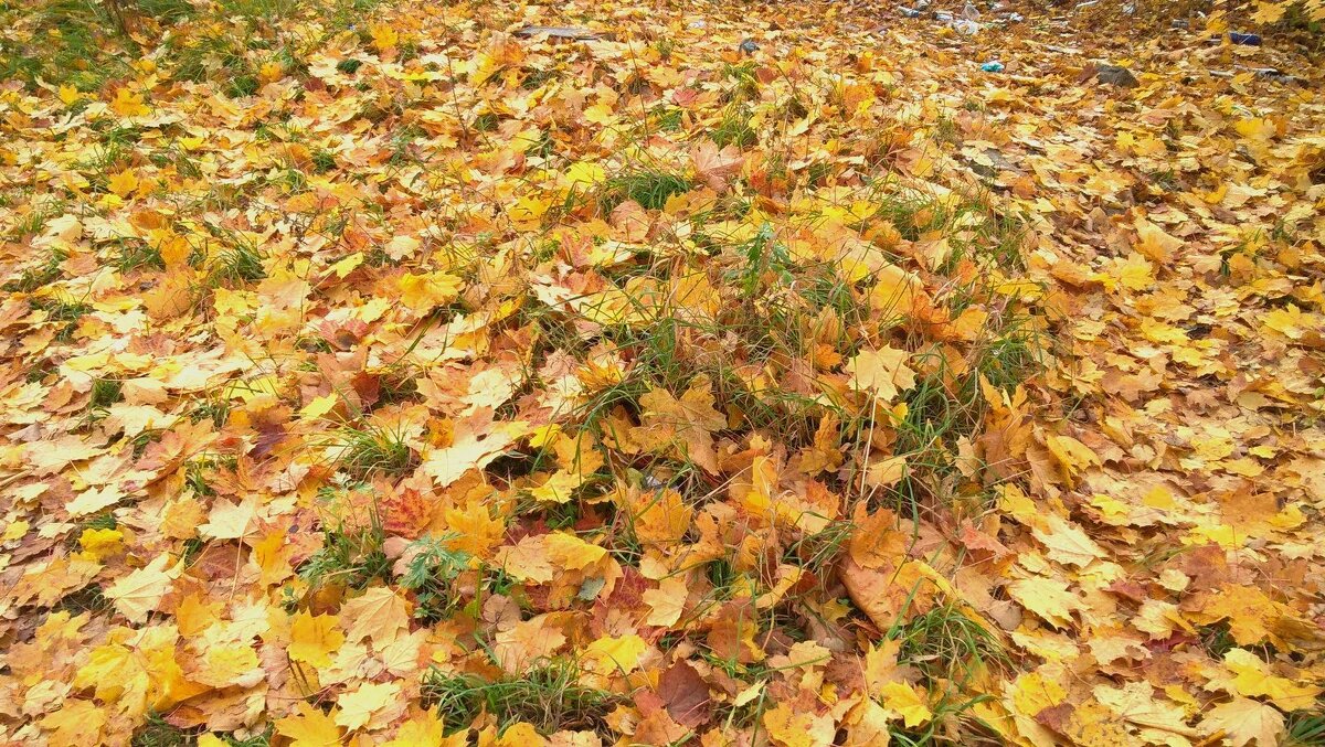 Осенний ковер - Елена Семигина