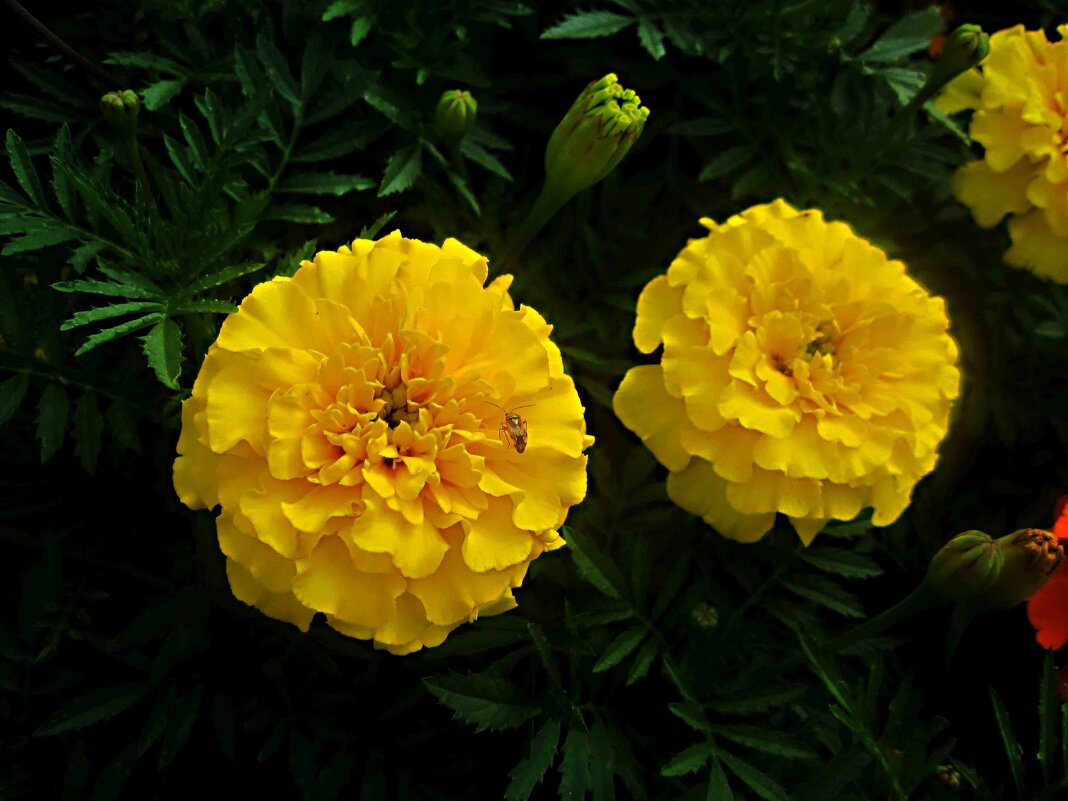 Осенние - Елена Семигина