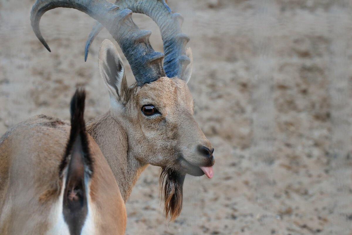 Меее))) - Ефим Журбин Меее))) - Ефим Журбин