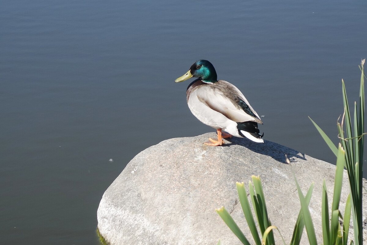 Селезень - Рита Симонова