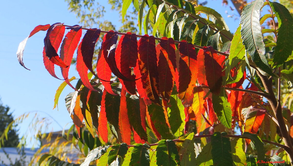 Про алые занавеси октября... - Андрей Заломленков