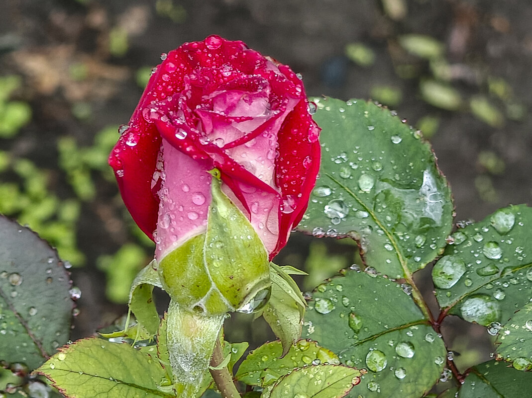 Роза - Валерий Ткаченко Роза - Валерий Ткаченко
