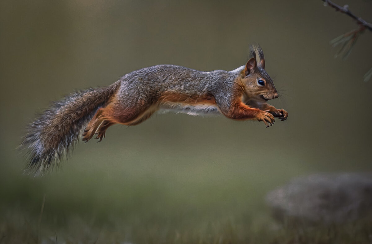 Белка - Aleksey Afonin