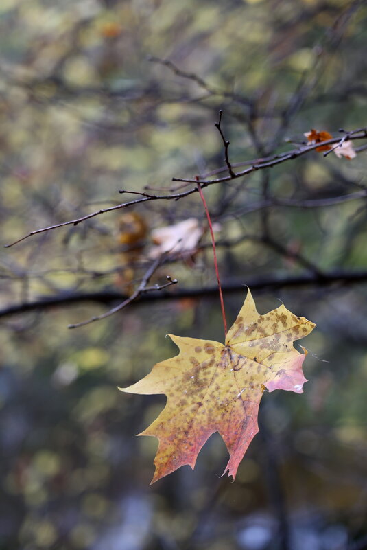 Грусть последних листьев. - Александр Кондаков Грусть последних листьев. - Александр Кондаков