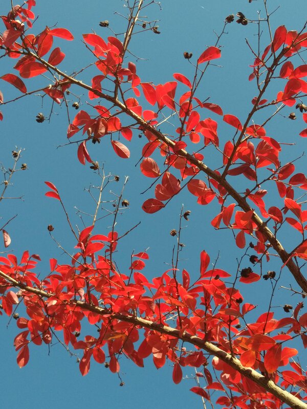 Контрасты - Натали 